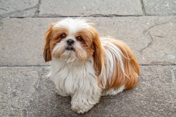 Shih-tzu